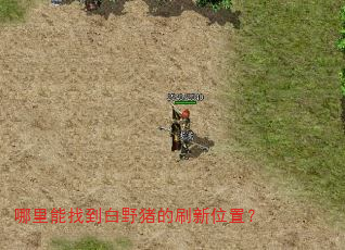 哪里能找到白野猪的刷新位置? 哪里能找到白野猪的刷新位置?